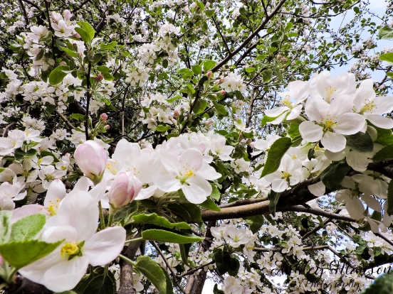 tree blossom 3.jpg